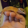 LeoThyGecko