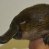 platypus