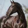 Lusitano Stallion