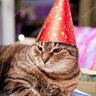 partycat