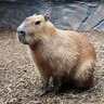 Silent Capybara