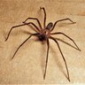 Brown Recluse
