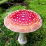 amanita