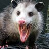 Awesome Opossum