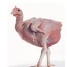 featherless Biped