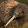 The Wandering Kiwi