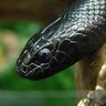 CarlKingsnake