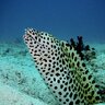 Eel_emperor