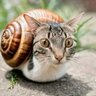 funkybungle