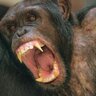 ChimpWithWifi