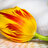 Unmerited Anemone