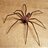 Brown Recluse