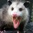 Awesome Opossum