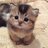 Kittencell