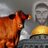the red heifer